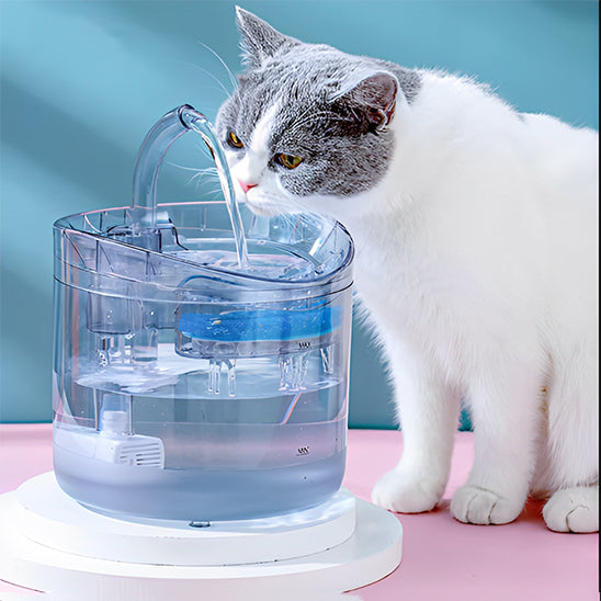 Fontaine-a-eau-chat-prudent
