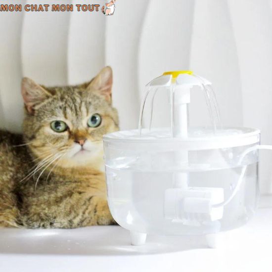 fontaine-à-eau-chat-pose