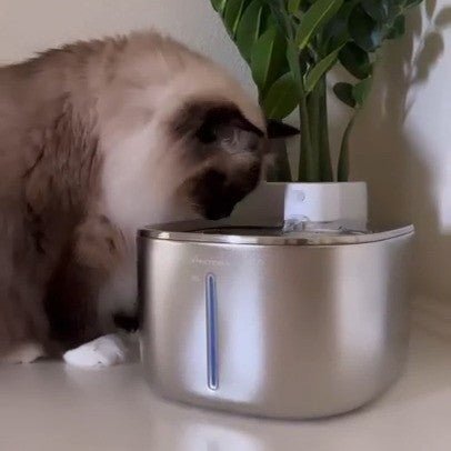 Fontaine a eau chat | MonChatMovEau™ - Mon chat mon tout