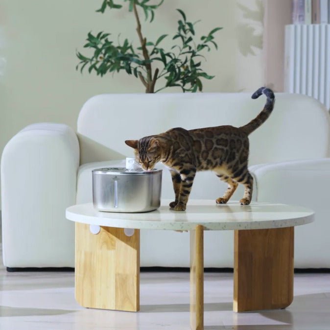 Fontaine a eau chat | MonChatMovEau™ - Mon chat mon tout