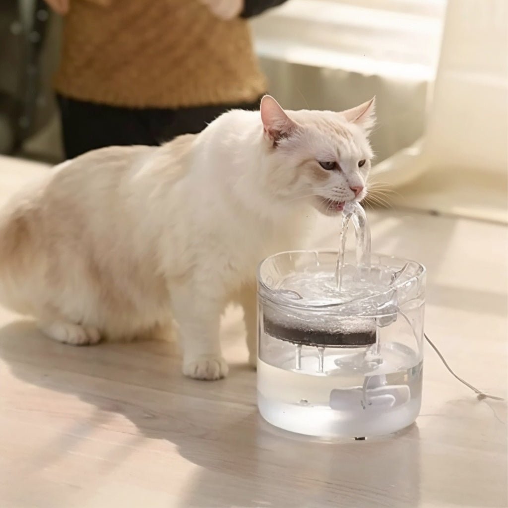 Fontaine eau chat transparent avec chat boit