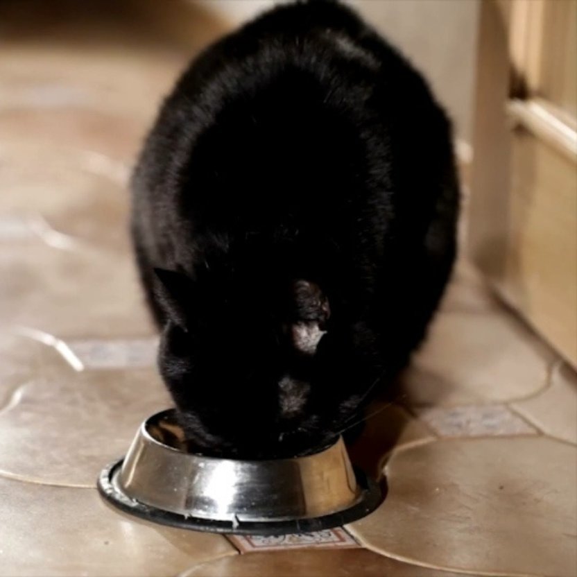 Gamelle chat diamètre 21,5 cm