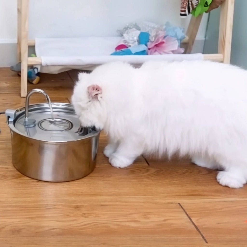 gros chat blanc boit dans fontaine à eau chat