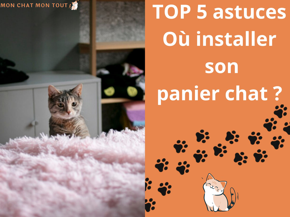 ou-installer-panier-chat-5-astuces