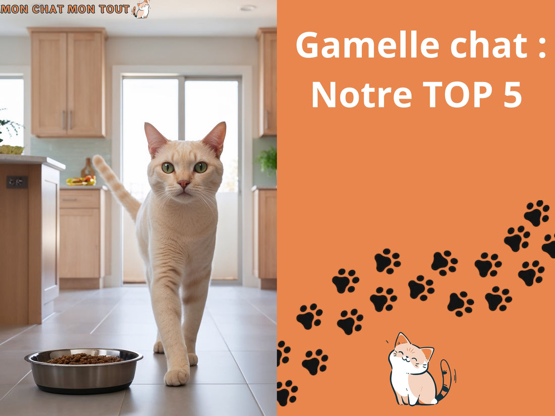 TOP 5 gamelle pour votre chat