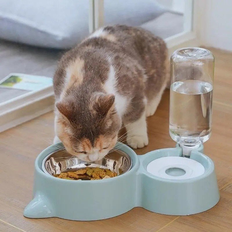 Chat mange gamelle chat vert