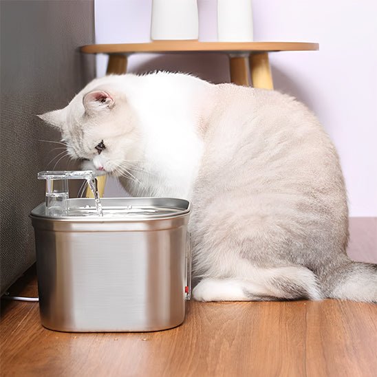 Chat observe fontaine à eau pour chat