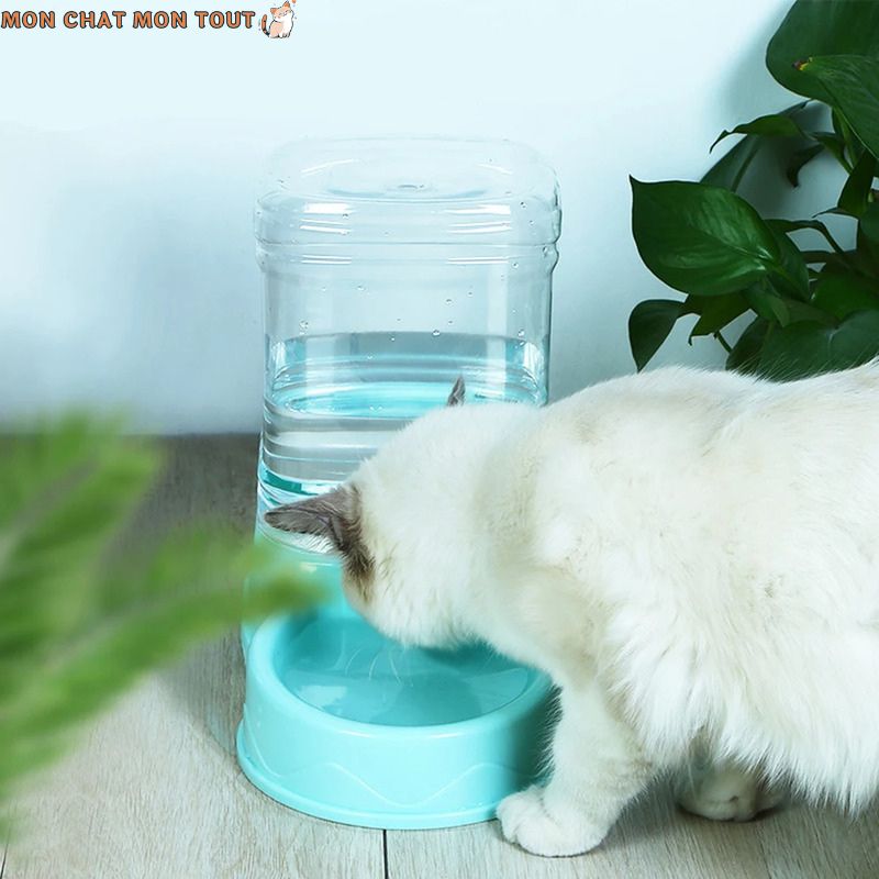 Fontaine-a-eau-chat-bleu-et-chat-arriere