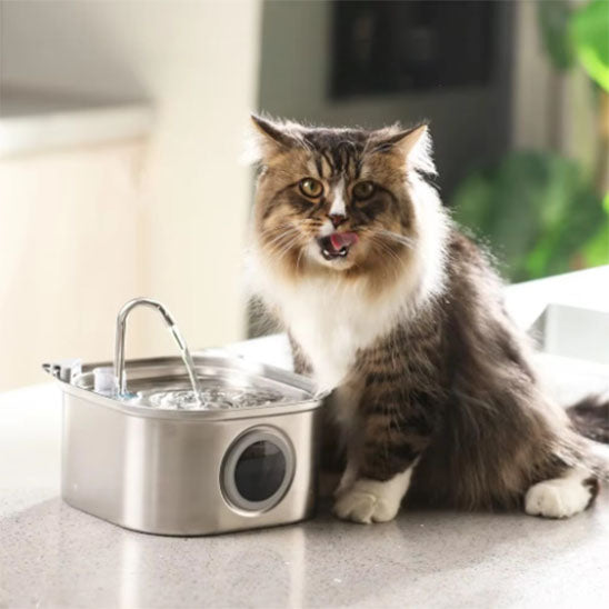 fontaine à eau chat monchatfreshflow 
chat satisfait