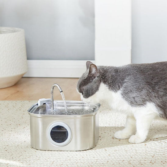 fontaine à eau chat monchatfreshflow hydratation