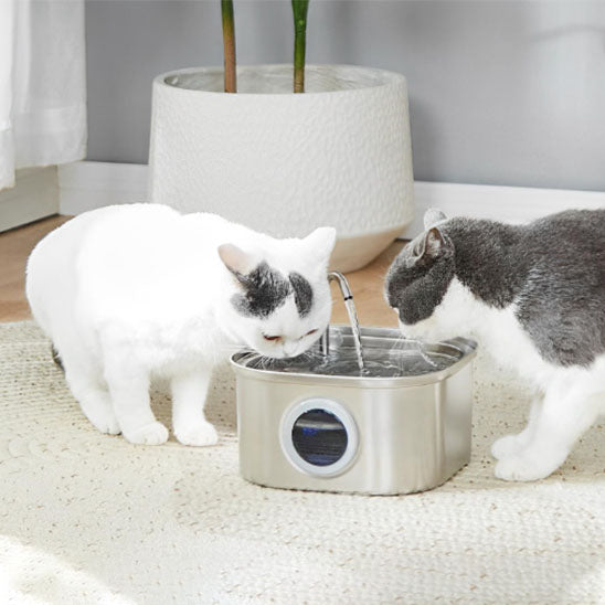 fontaine à eau chat monchatfreshflow plusieurs chats
