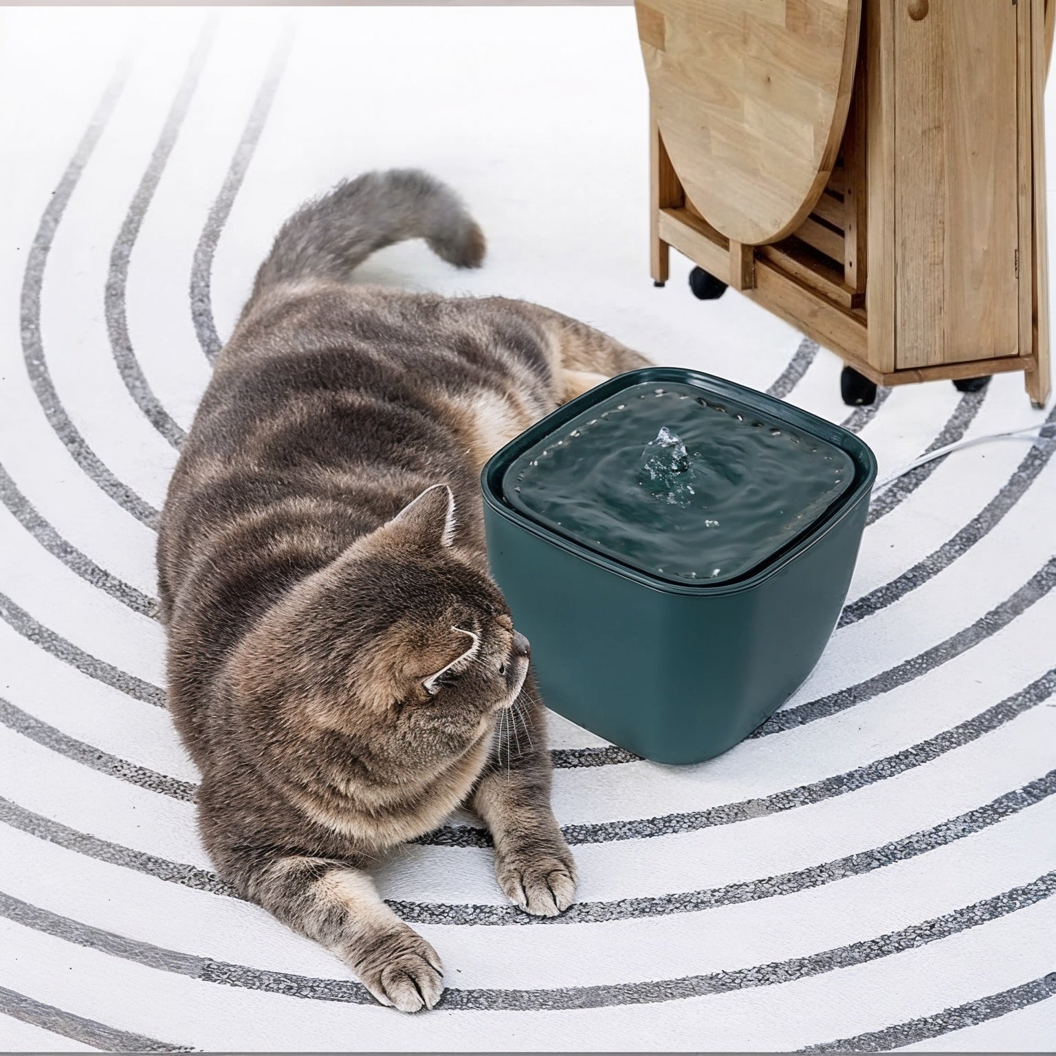 Fontaine-à-eau-chat-vert