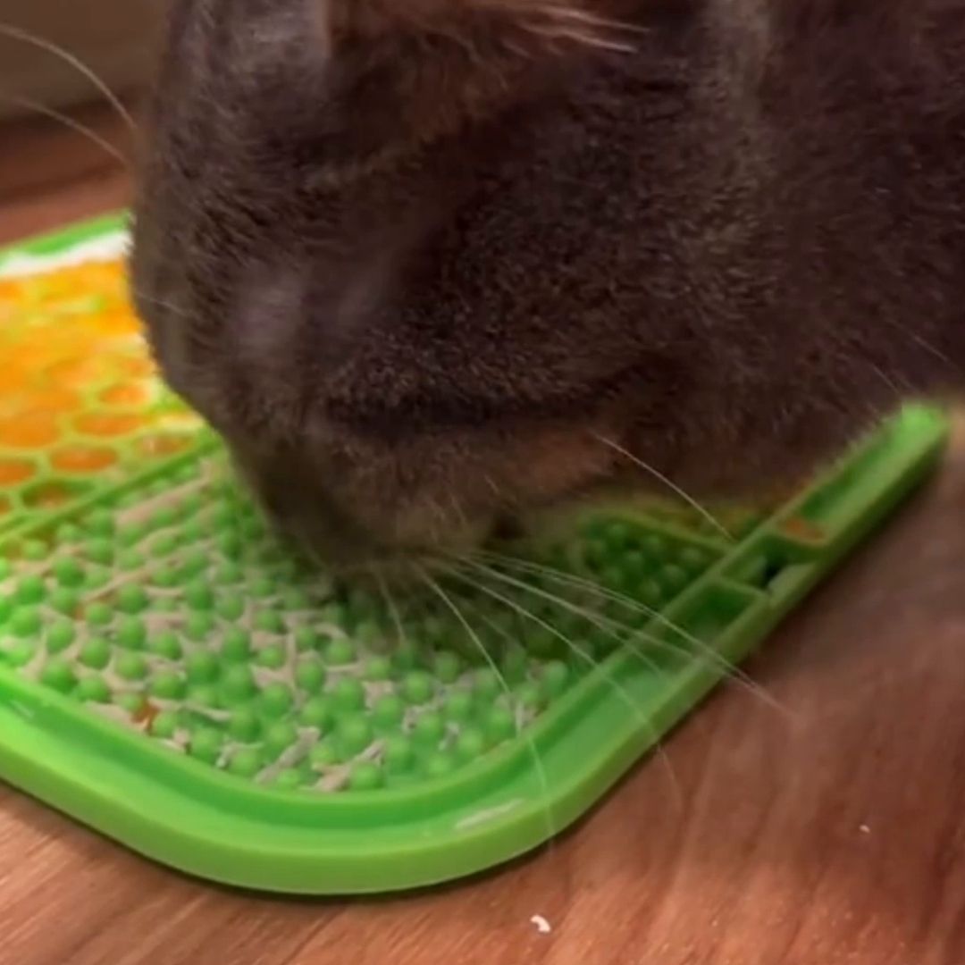 Tapis-anti-glouton-chat-vert