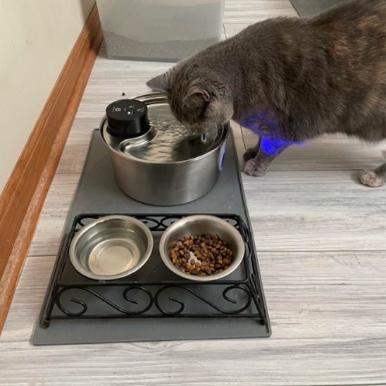 chat avec distributeur et sa fontaine a eau chat