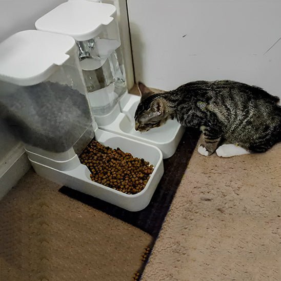 Chat boit eau distributeur de croquettes pour chat