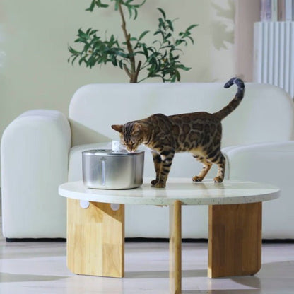 Chat boit fontaine a eau chat sur table