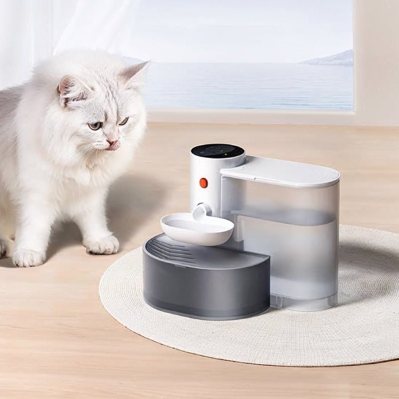 chta derrière fontaine eau pour chat