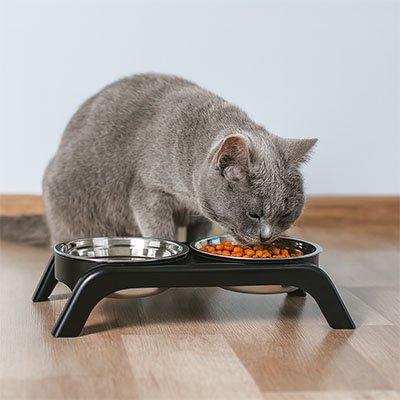 chat mange croquettes Gamelle surélevée chat