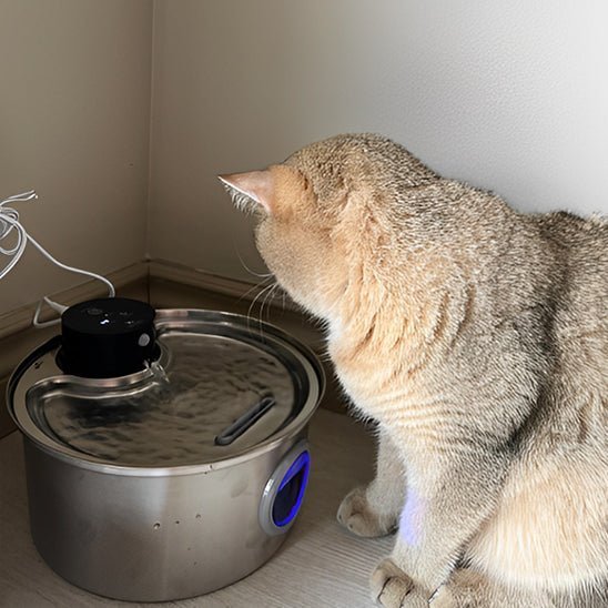 chat regarde sa fontaine a eau chat