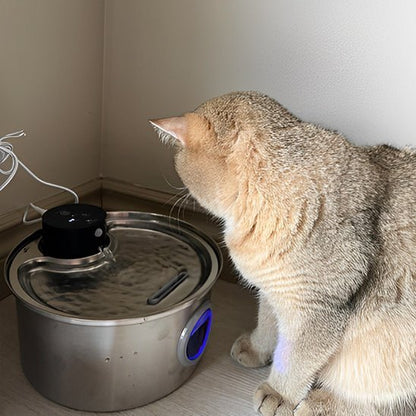 chat regarde sa fontaine a eau chat