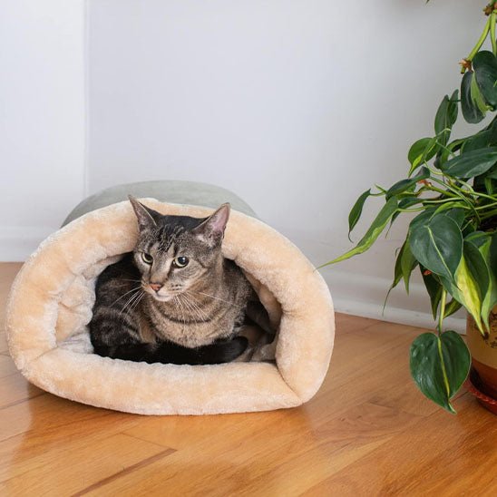 coussin pour chat gris chat dedans