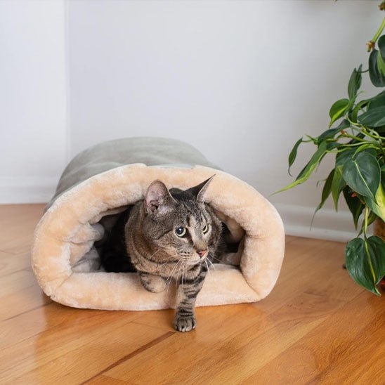 coussin pour chat gris chat sortant