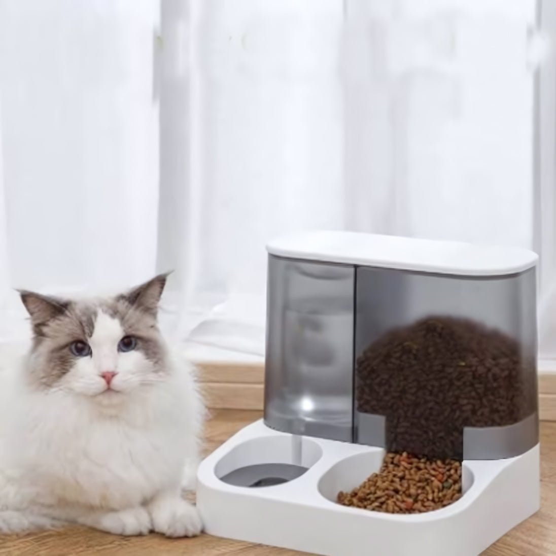 Distributeur de croquettes pour chat minou regarde objectif