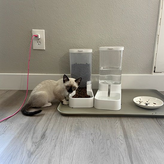 Distributeur de croquettes pour chat distri eau et croquettes