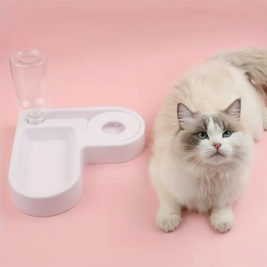 Distributeur eau chat avec chat pose et distributeur
