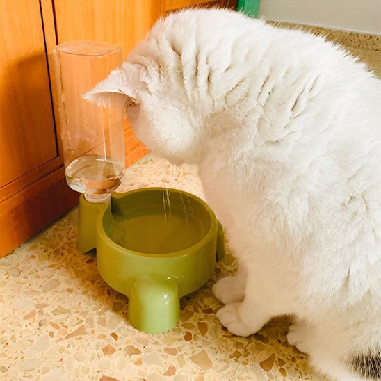 distributeur eau chat vert chat regarde