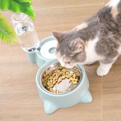 Distributeur eau et croquettes pour chat chat mange