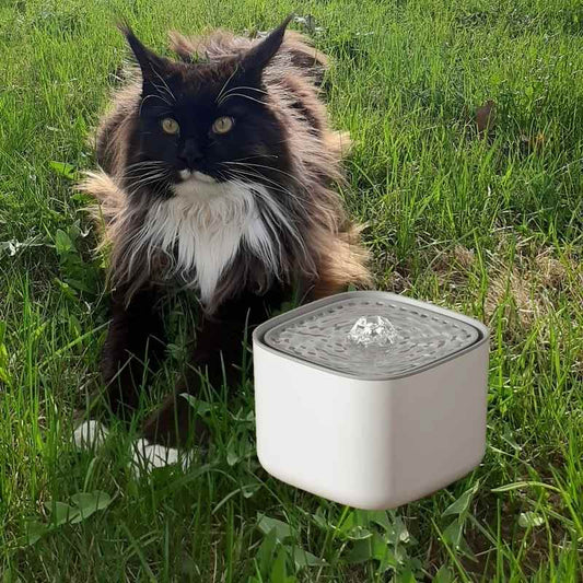 Fontaine à eau chat blanc avec cadeaux