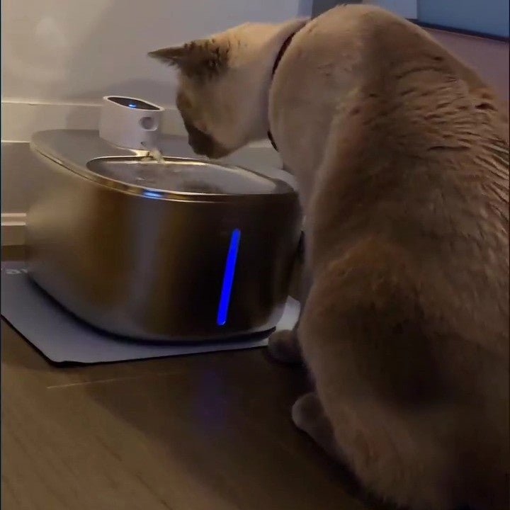 Fontaine a eau chat | MonChatMovEau™ - Mon chat mon tout