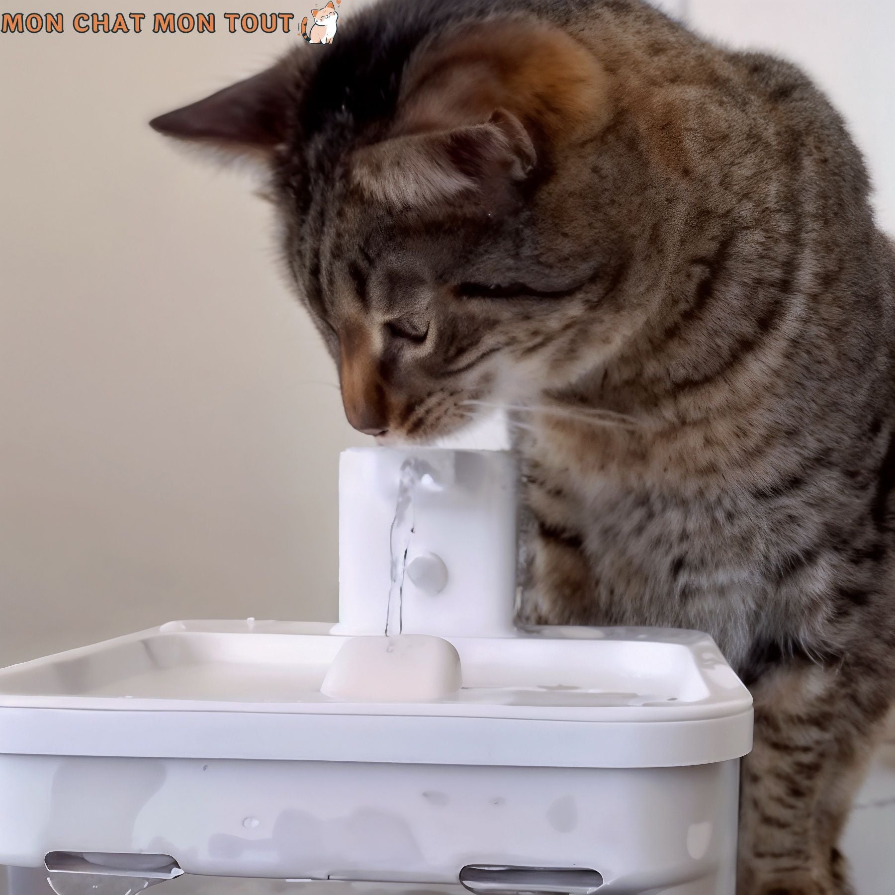 Fontaine à eau pour chat | MonChatEaudeLune™ - Mon chat mon tout