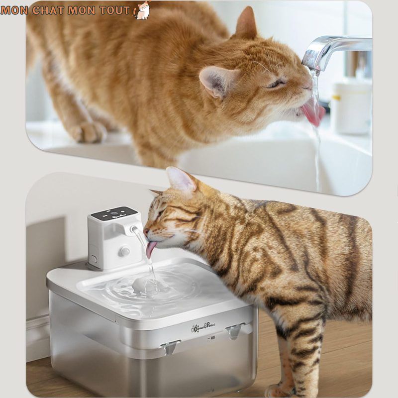 Fontaine à eau pour chat | MonChatEaudeLune™ - Mon chat mon tout