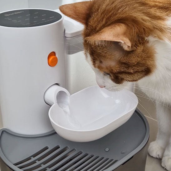 fontaine eau pour chat monchatsaino-avec wifi sans tel