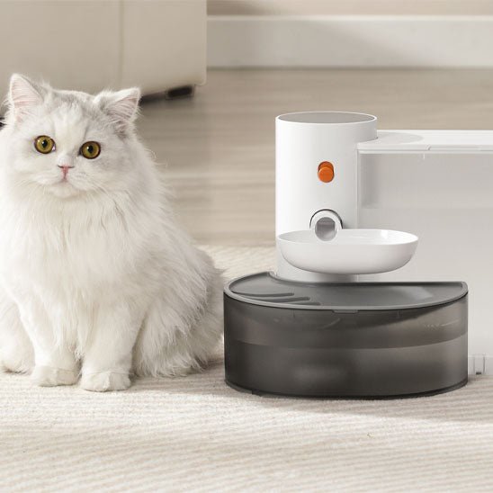 fontaine eau pour chat monchatsaino pose chat