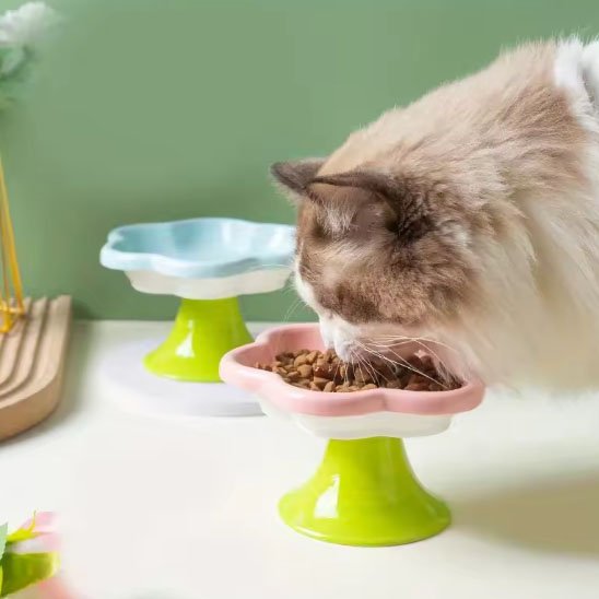 gamelle chat surélevée monchatcerama mange tranquillement
