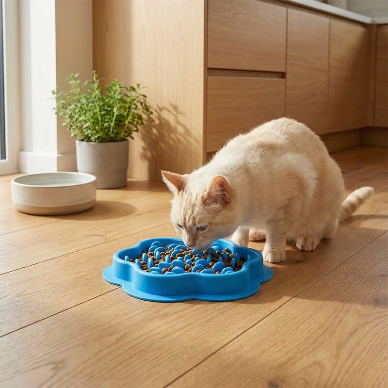 gamelle ludique monludochat chat crème mange 