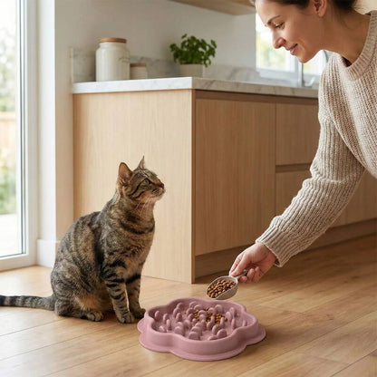 gamelle ludique monludochat chat plus patient