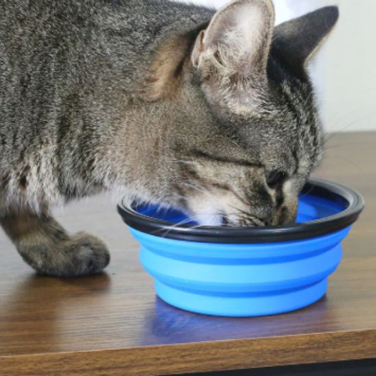 gamelle-pour-chat-bleu