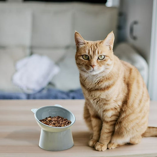 gamelle-chat-surelevee-gris