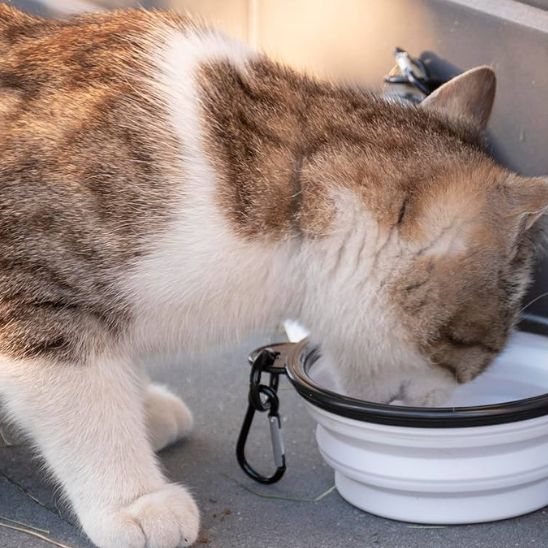 gamelle-pour-chat-mange