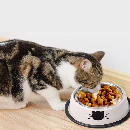gamelle pour chat gris