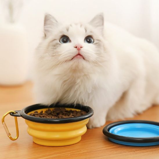 gamelle-pour-chat-pose