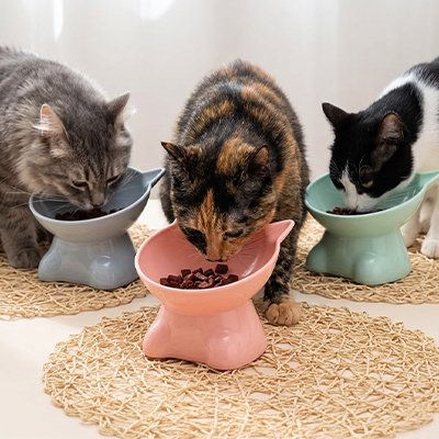 Gamelle surélevée chat MonChatDouxRepas mange ensemble