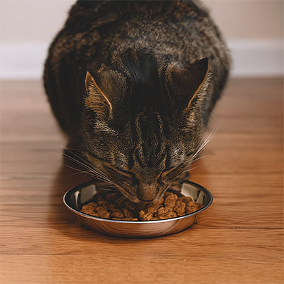 Gamelles chaton MonChatGaTon mange croquettes