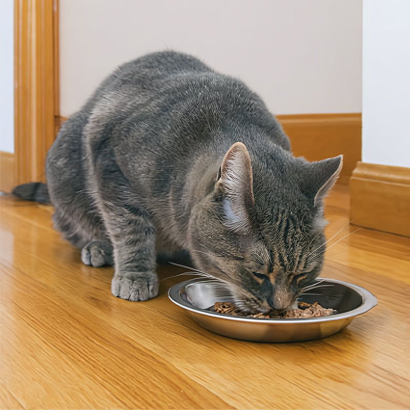 Gamelles chaton MonChatGaTon nourriture humide