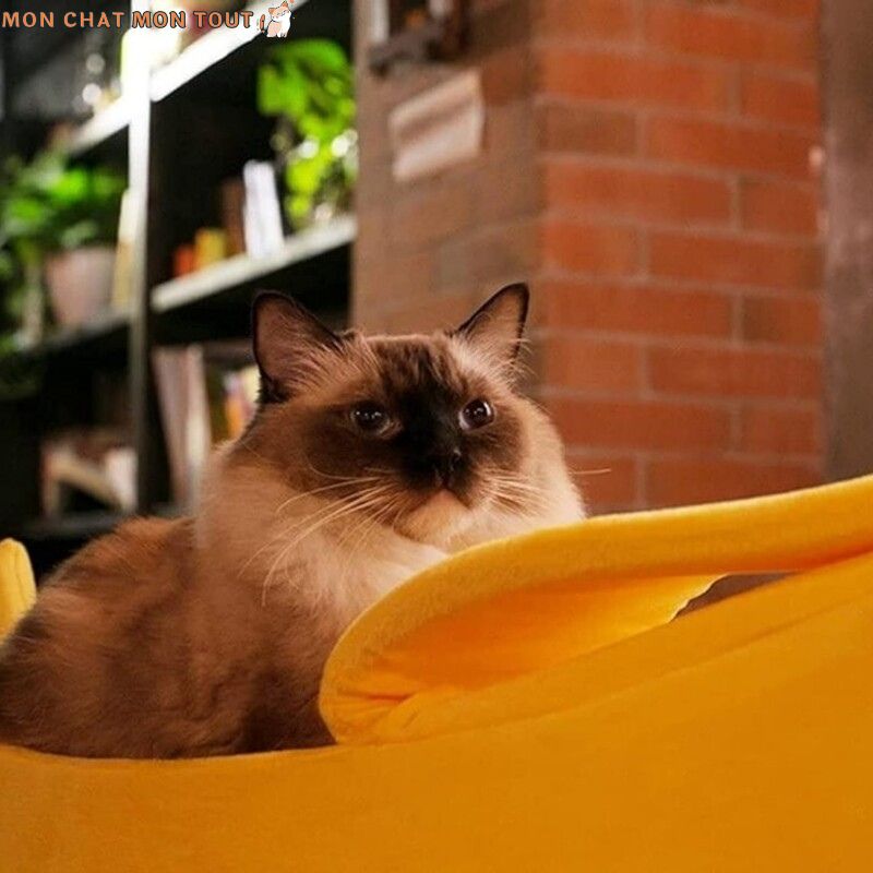 niche-pour-chat-banane-sacre-birmanie