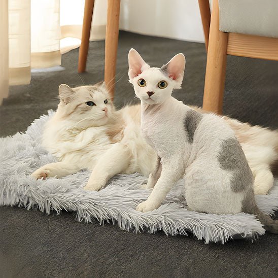 lit pour chat 2 chats